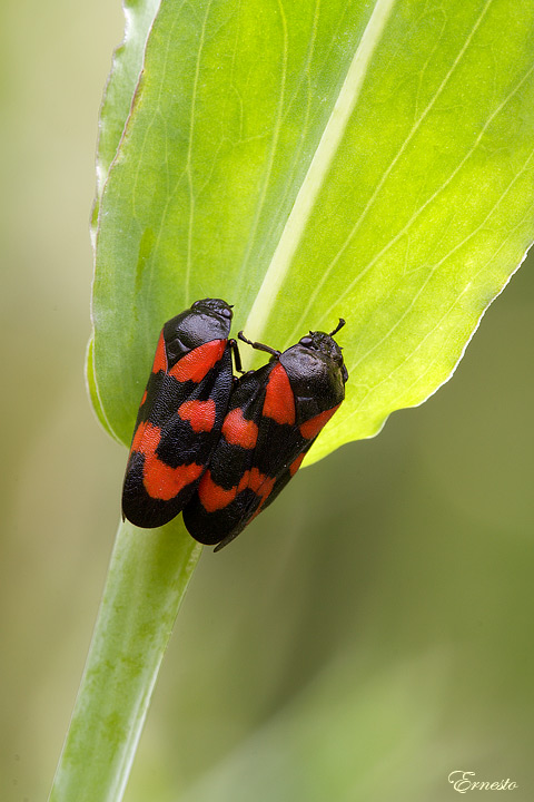 vicini vicini: Cercopis vulnerata in copula e Trichodes